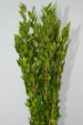 MYRTLE GROWER BUNCH 